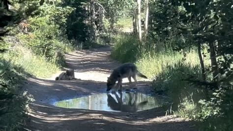 afterpack|What happens with Colorado's Copper Creek wolf pack after .